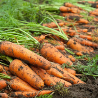 Carrot Red Giant plants growing in a vegetable garden