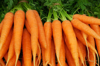 Green carrot plant foliage growing in a raised garden bed.
