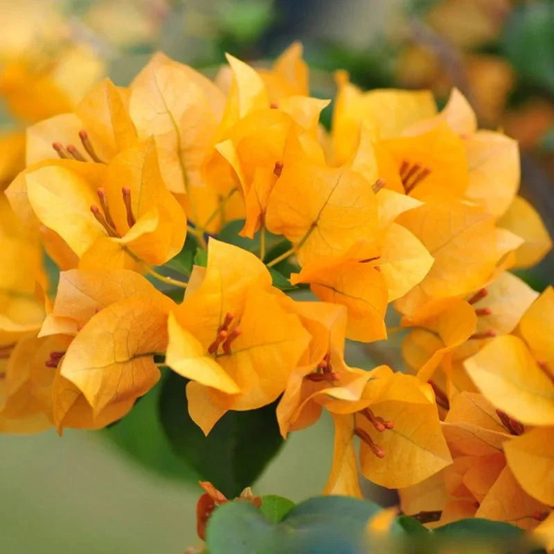 California Gold Bougainvillea Flower Seeds for Planting - Heirloom and Non-GMO Garden Seeds