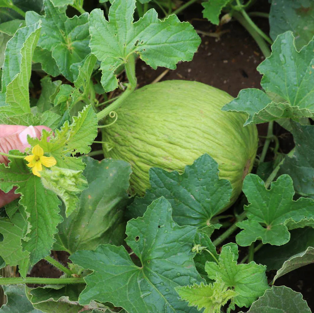 Casaba Melon Fruit Seeds