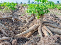 Cassava (Manihot esculenta) seeds for planting in home gardens.