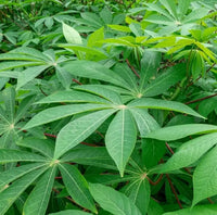Cassava tropical plant seeds for outdoor garden planting.