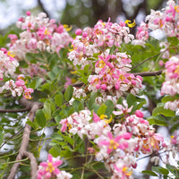 Green Cassia Javanica tree with vibrant flowering clusters in a landscaped garden.
