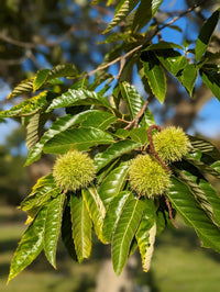 Castanea dentata tree seeds for growing deciduous trees in gardens and orchards