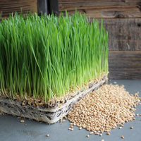 Fresh Cat Grass growing in a decorative container.