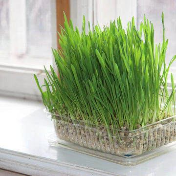 Cat Grass seeds for indoor pots and home growing.