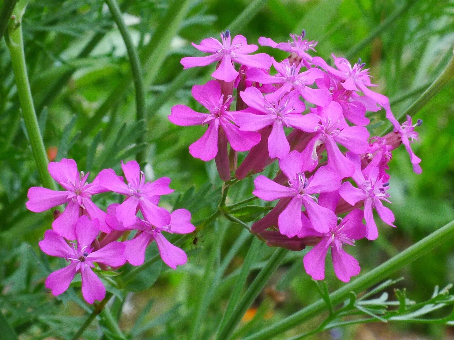 Radiata Orchid Flower Seeds – Heirloom, Non-GMO Flower Seeds for Planting - Orchid for planting in home garden