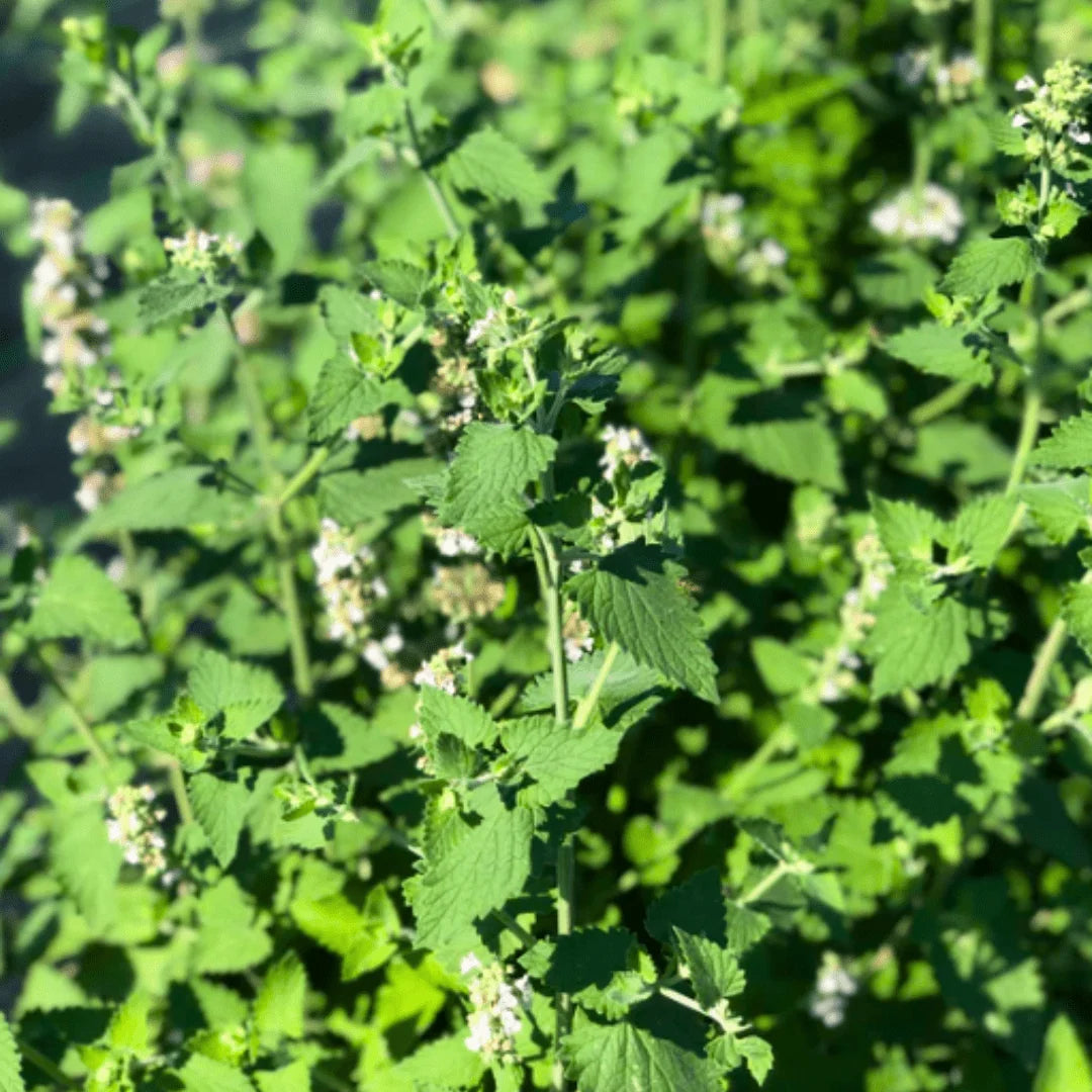 Catnip Herb Seeds for Home Gardens, Containers & Outdoor Planting