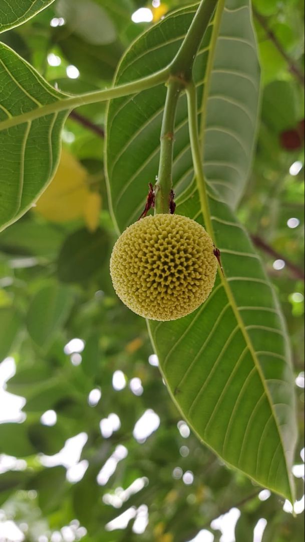 Green Anthocephalus Kadamba Plant Seeds for Planting - NON GMO Seeds