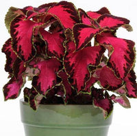 Coleus Sun Chocolate Covered Cherry Flower Seeds for Planting - Heirloom & Non-GMO seeds