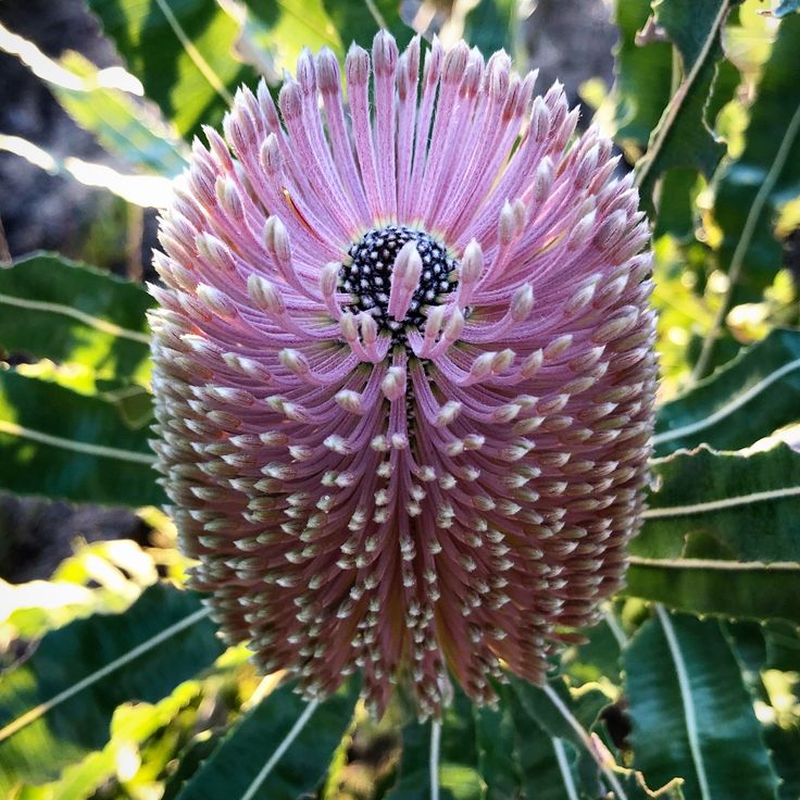 Violet Banksia Plant Seeds, Heirloom, Non-GMO Seeds for Planting