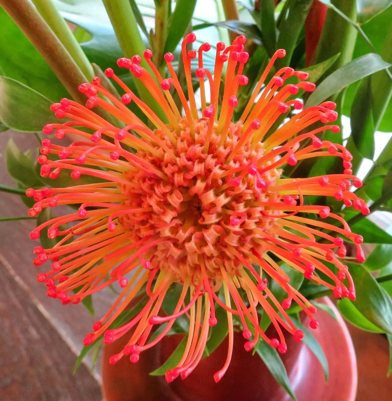 Orange Protea Flower Seeds for Planting - 100 pcs
