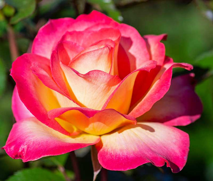 Sorbet Roses Floribunda Seeds for Planting – Heirloom, Non-GMO Flower Garden Seeds