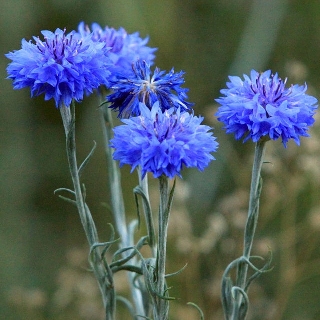 Purple Centaurea Cyanus Flower Seeds for Planting - 100 Pcs pcs