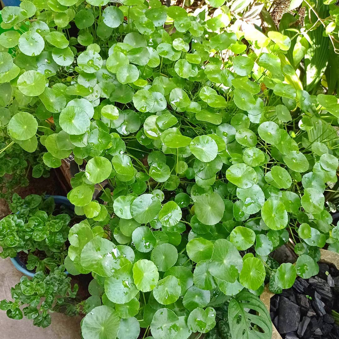 Centella Asiatica Gotu Kola Herb Seeds