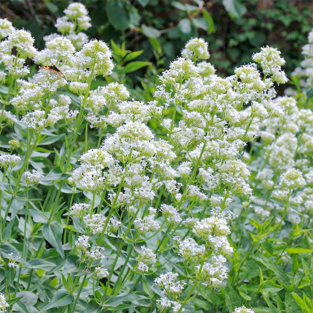 Heirloom Centranthus Ruber Albus Flower Seeds – Non-GMO Seeds for Fragrant Garden Planting