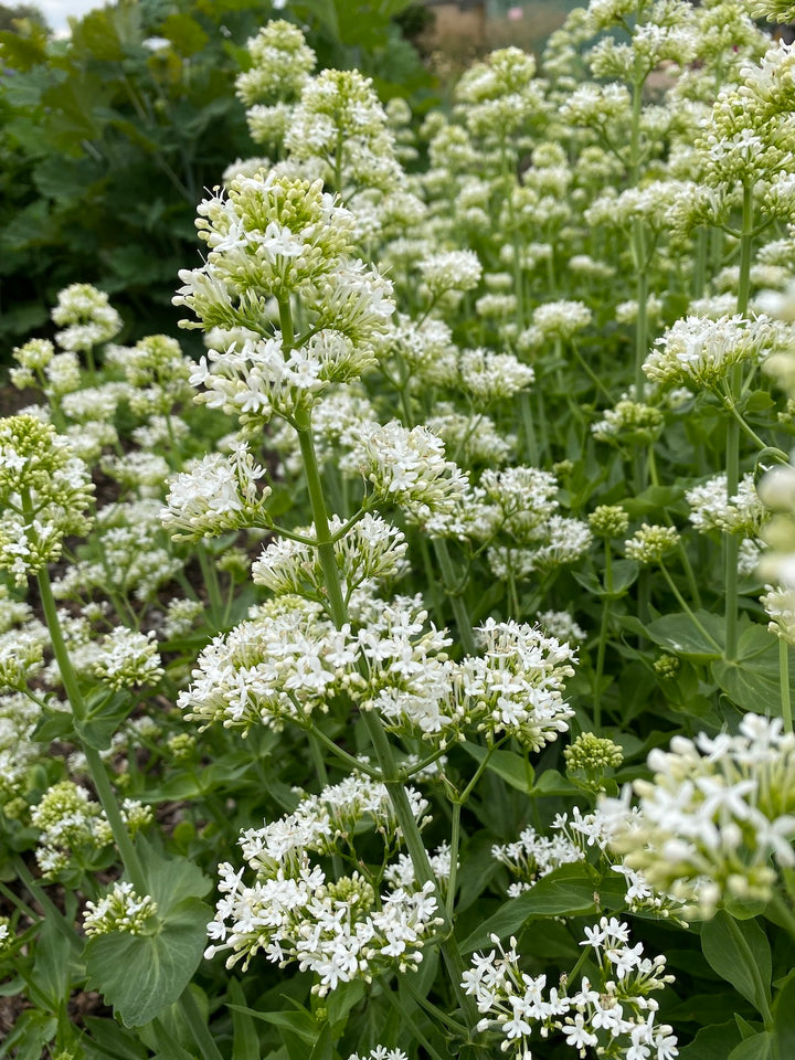 Heirloom Centranthus Ruber Albus Flower Seeds – Non-GMO Seeds for Fragrant Garden Planting