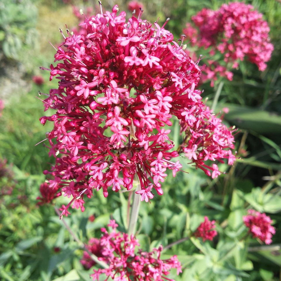 Heirloom Jupiter's Beard Flower Seeds for planting in home garden