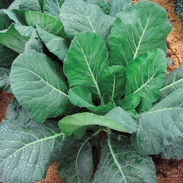 Champion Collard Greens heirloom seeds for home garden planting