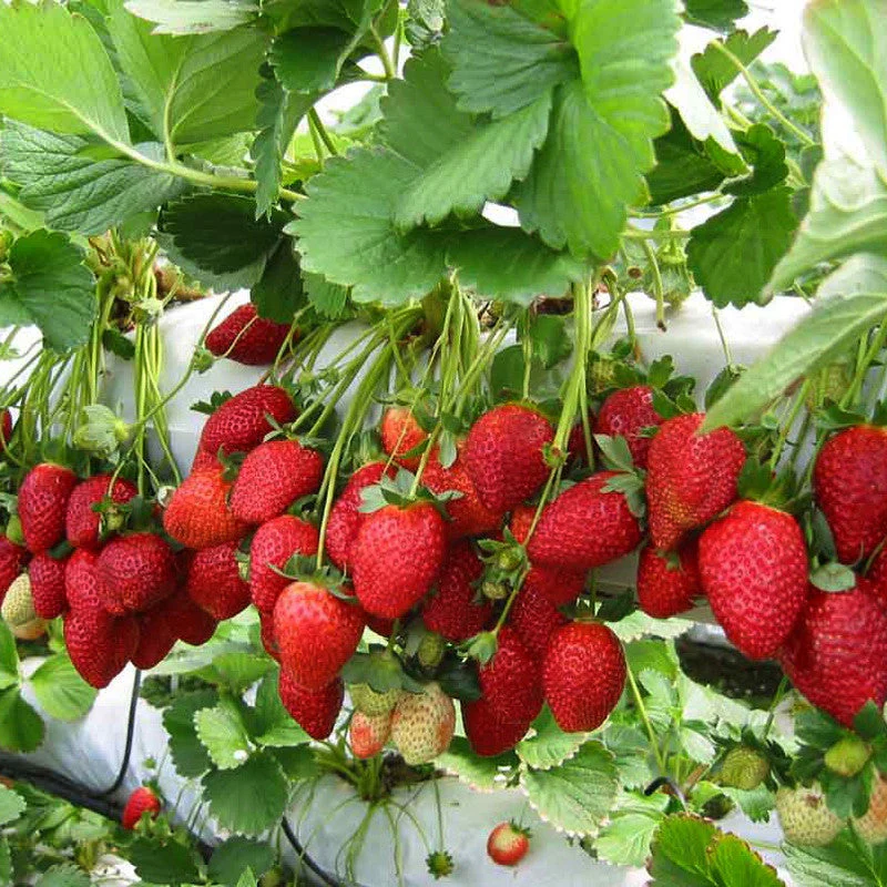 Chandler strawberry plants growing successfully in a garden container
