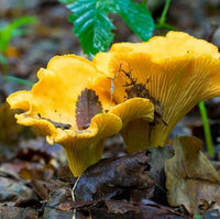 Chanterelle mushrooms with distinctive golden appearance