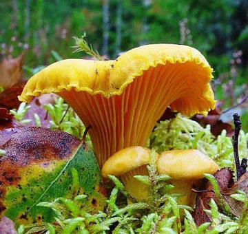 Chanterelle mushroom spores for cultivation projects