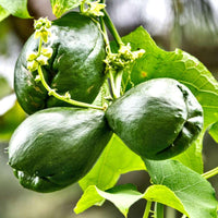 Chayote climbing vegetable seeds for backyard gardens and vertical growing.