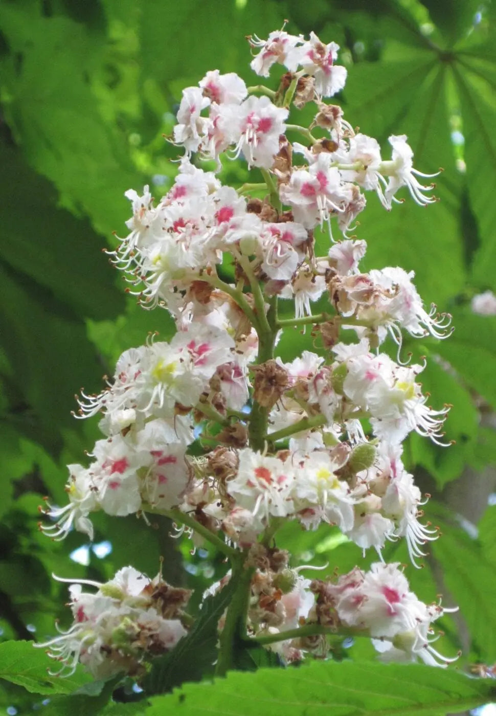 Horse Chestnut Flower Seeds – Heirloom Non-GMO Seeds for Ornamental Shade Tree Planting