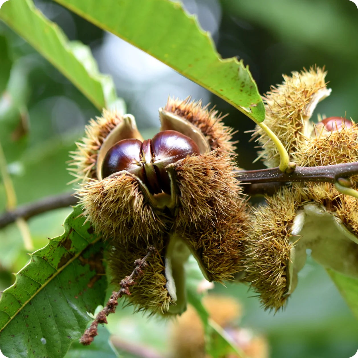 Heirloom Chestnut Tree seeds for growing deciduous trees in outdoor gardens.