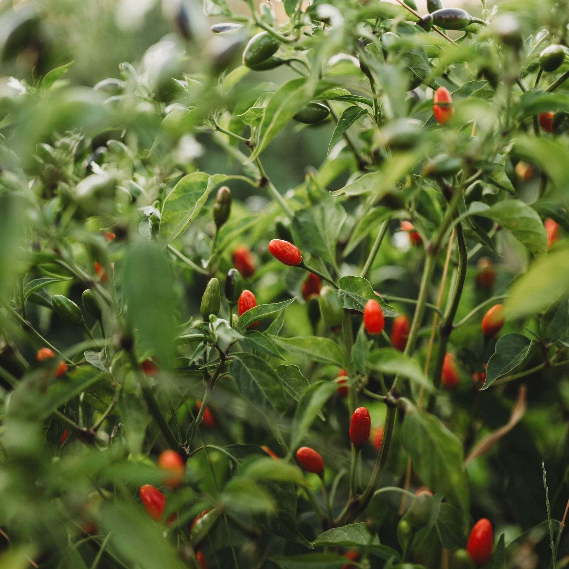 Chili Pequin Pepper Seeds for Home Garden Planting | Heirloom Non-GMO