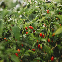 Chili Pequin Pepper Seeds for Home Garden Planting | Heirloom Non-GMO