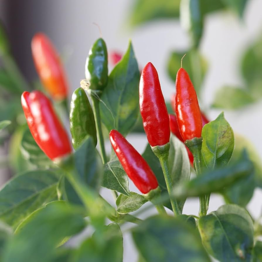 Chili Pequin Pepper heirloom seeds for home garden planting