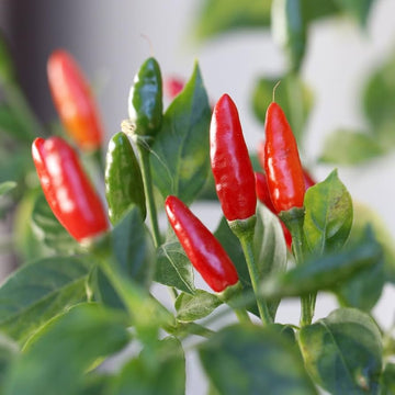 Chili Pequin Pepper heirloom seeds for home garden planting