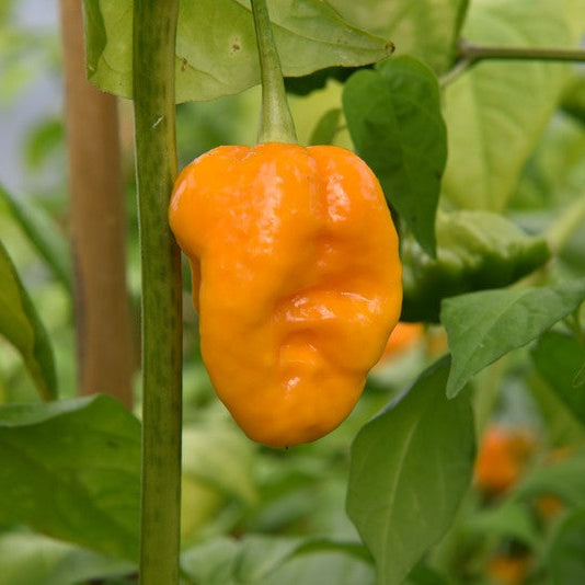 Yellow Brain Strain Pepper Seeds for Planting heirloom & Non-GMO Seeds