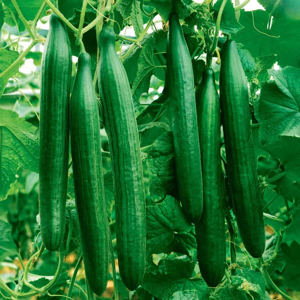 Long green China Long Cucumbers growing on a garden trellis.