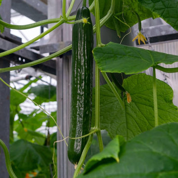 China Long Cucumber seeds for home garden planting.