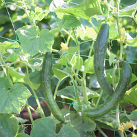 China Long Cucumber Seeds for Garden Beds, Raised Beds, Trellises & Container Growing