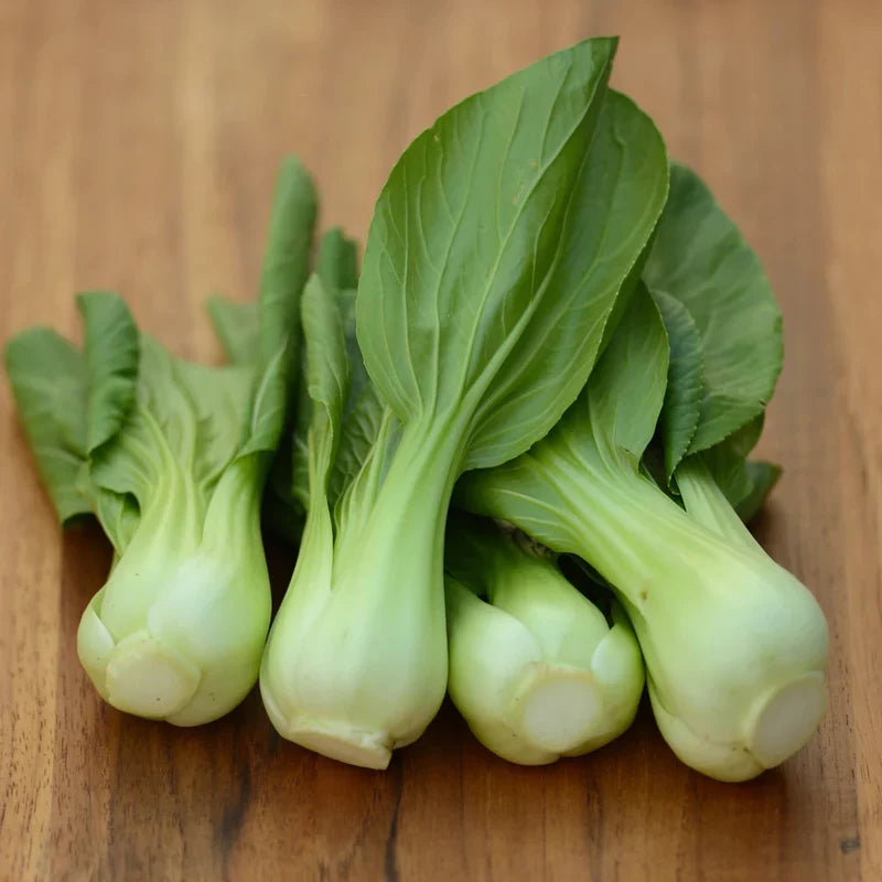 Chinese cabbage Bok Choy growing in a vegetable garden