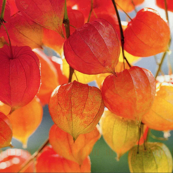 Lantern ( Physalis Alkekengi ) Fruit Seeds