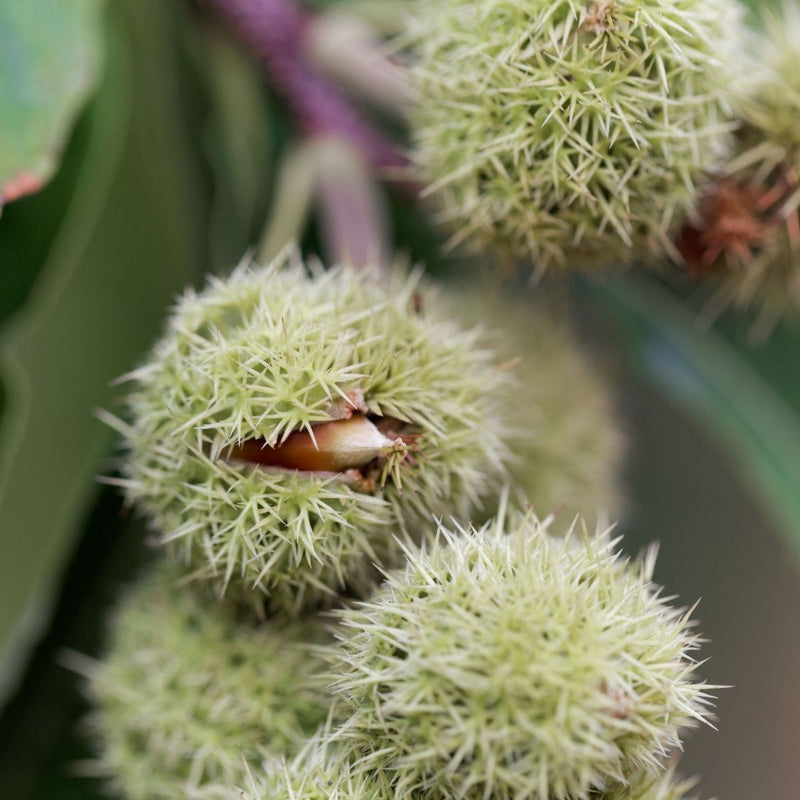 Chinquapin Chestnut Tree Castanea pumila seeds for planting in home gardens.