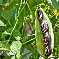 Christmas Speckled Lima Bean heirloom seeds for home garden planting