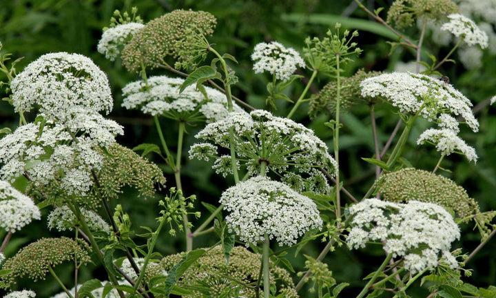 Heirloom Non-GMO Cicuta Maculata Flower Seeds for Planting – Unique Wetland Wildflower Blooms