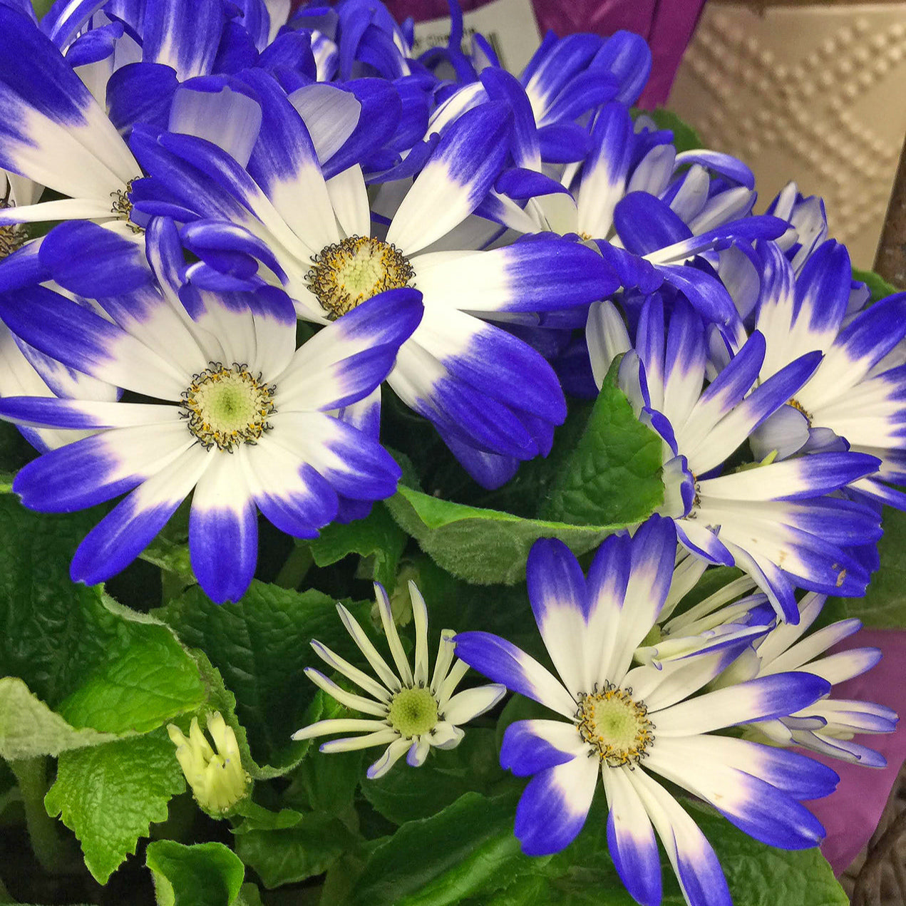 Blue (Blue scientific name) for planting in garden