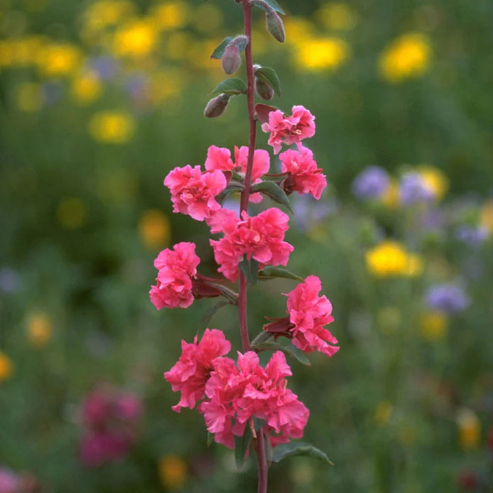 Elegant Clarkia Flower Seeds for Planting â€“ NON GMO Seeds