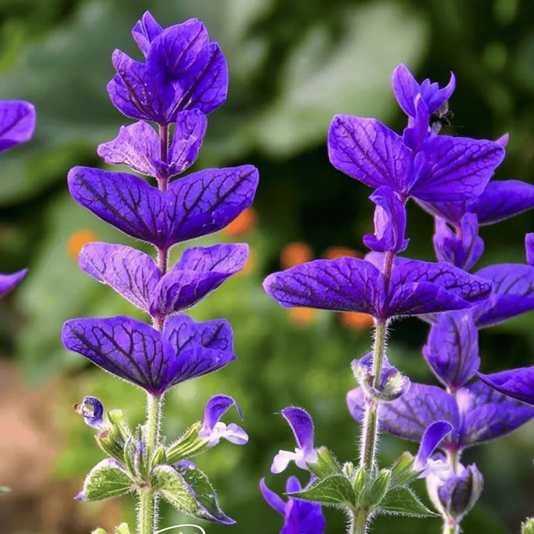 Sage Flower Seeds Heirloom Non GMO Planting - 100 pcs