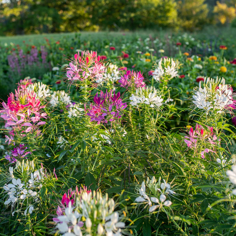 Mixed Cleome spider flowers blooming in a colorful home garden.
