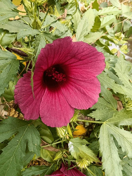 African Rosemallow Flower Seeds â€“ Tropical Hibiscus Variety, Non-GMO Blooms for Garden Borders for planting in home garden