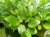 Bryophyllum Pinnatum Plant Seeds for Planting â€“ NON GMO Seeds