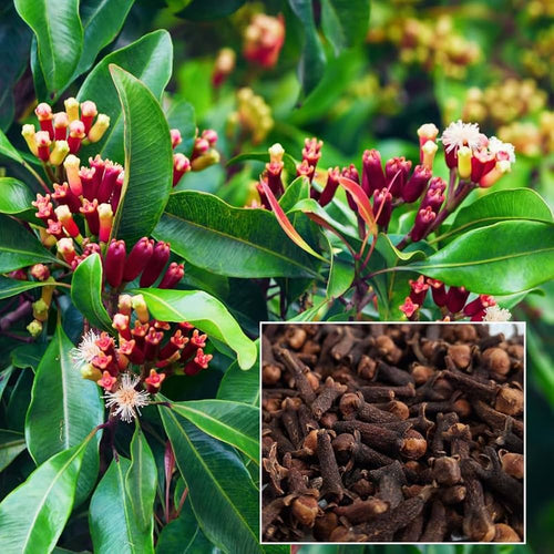 Clove (Syzygium aromaticum) seeds ready for planting in a home herb garden