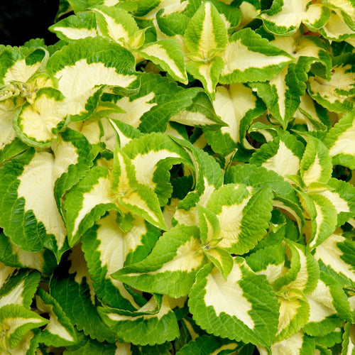Coleus kong Green Plant Seeds - Heirloom Non GMO seeds for Planting